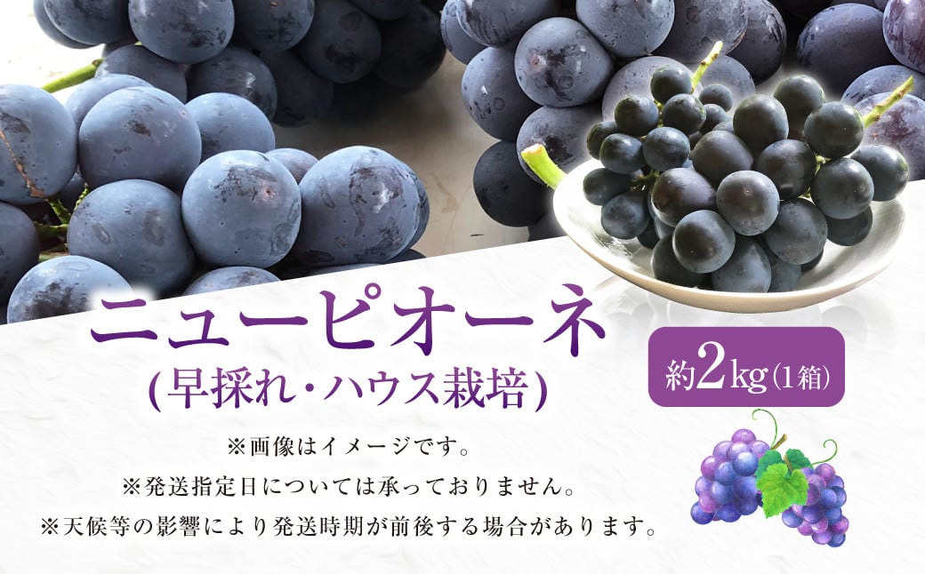 ニューピオーネ 2kg 早採れ（ハウス栽培） ぶどう 葡萄 フルーツ 果物 岡山県 岡山県産 2026年 先行予約 【2026年7月上旬-7月下旬発送予定】