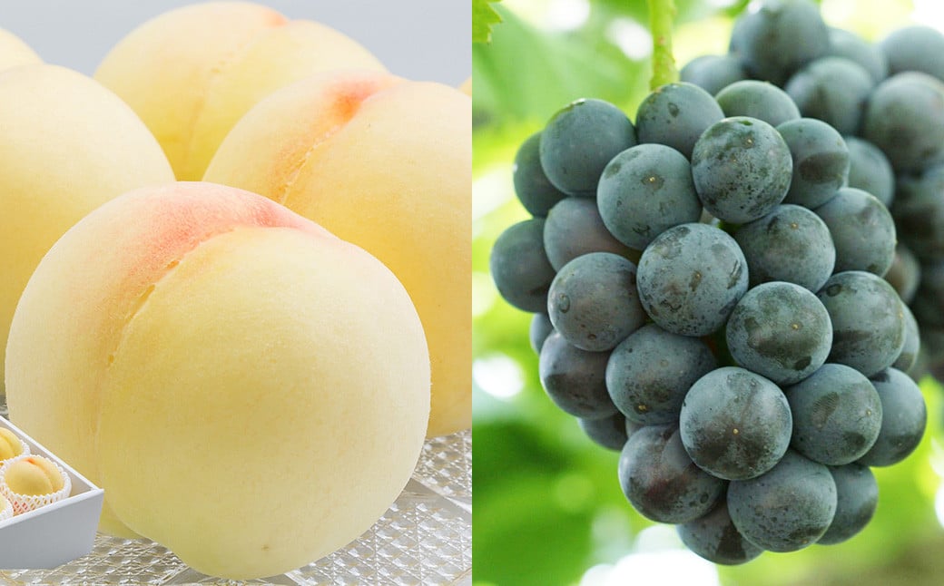 詰合 ／ 白桃 （1玉220g以上） 2玉 ・ ニューピオーネ （1房480g以上） 2房 化粧箱入り【2025年7月下旬～8月上旬発送予定】 ／ 桃 もも 葡萄 ぶどう 果物 果実 フルーツ 旬 詰め合わせ 詰合せ 岡山県 美咲町 冷蔵