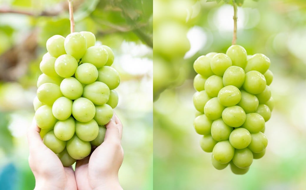 シャインマスカット 2房 （1kg以上） 【2026年8月下旬から10月上旬頃発送予定】 ／ くだもの 果物 果実 フルーツ ぶどう ブドウ 葡萄 マスカット 冷蔵 岡山県 美咲町