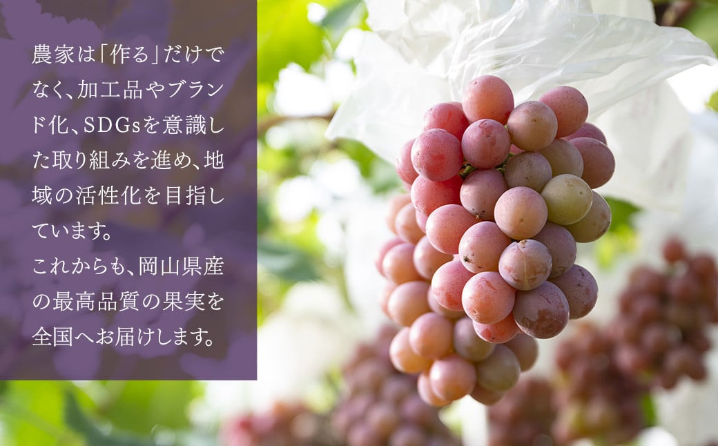 【種なし】 岡山県産 クイーンニーナ 1kg箱（2~3房房入り） 【2026年8月下旬-9月上旬発送予定】 ／ ぶどう ブドウ 葡萄 大粒 種なし 種無し フルーツ 果物 くだもの 果実