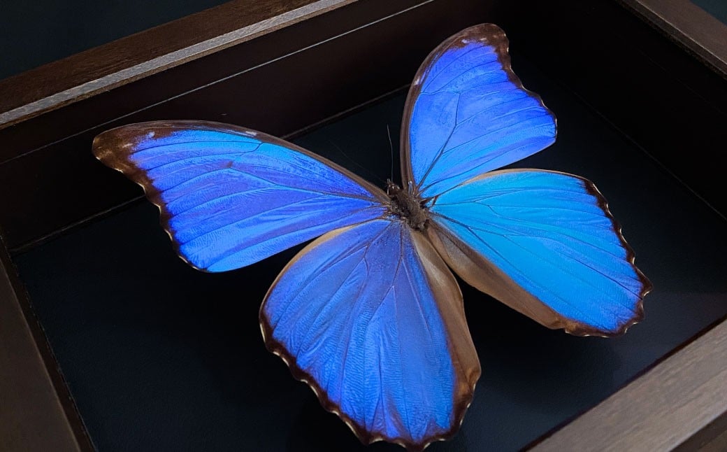 昆虫標本 Flying Morpho Butterfly（空を翔ぶ宝石） モルフォ蝶 ／ 標本箱 箱 ケース 標本 蝶 蝶々 インテリア オブジェ