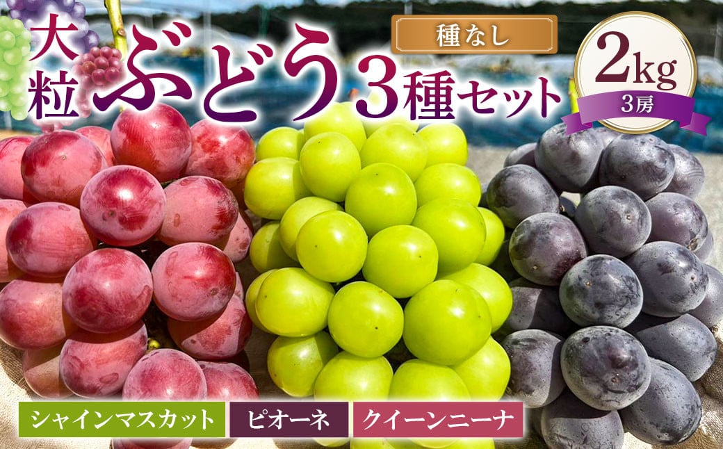 大粒 ぶどう 3種 セット 3房 計約2kg シャインマスカット ピオーネ クイーンニーナ 【2026年10月上旬から発送予定】 ／ マスカット 葡萄 ブドウ 種無し 種なし