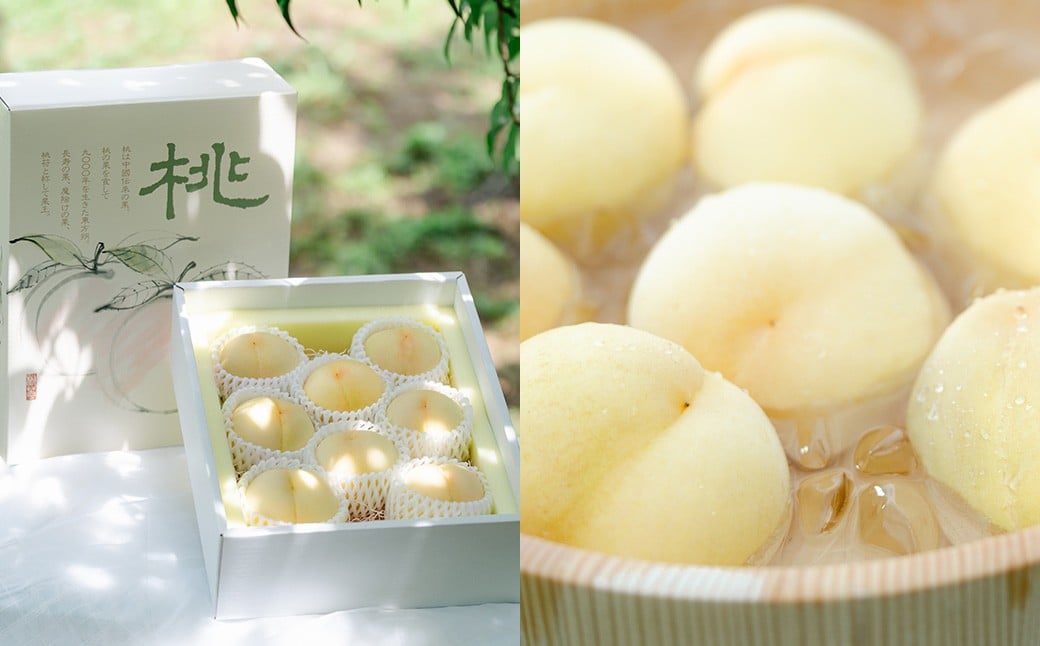 【2回定期便】 岡山白桃 （清水白桃orおかやま夢白桃） 4～6玉 （1.2kg以上）  ＆ シャインマスカット 2房 （1kg以上） 【2026年7月下旬から順次発送予定】 ／ くだもの 果物 果実 フルーツ 桃 もも モモ 白桃 ピーチ ぶどう ブドウ 葡萄 マスカット 冷蔵 岡山県 美咲町