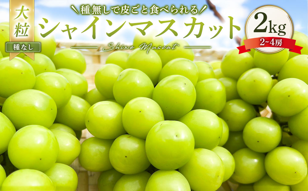 大粒 シャインマスカット 2～4房 計約2kg 【2026年10月上旬から発送予定】 ／  マスカット 葡萄 ブドウ 種無し 種なし