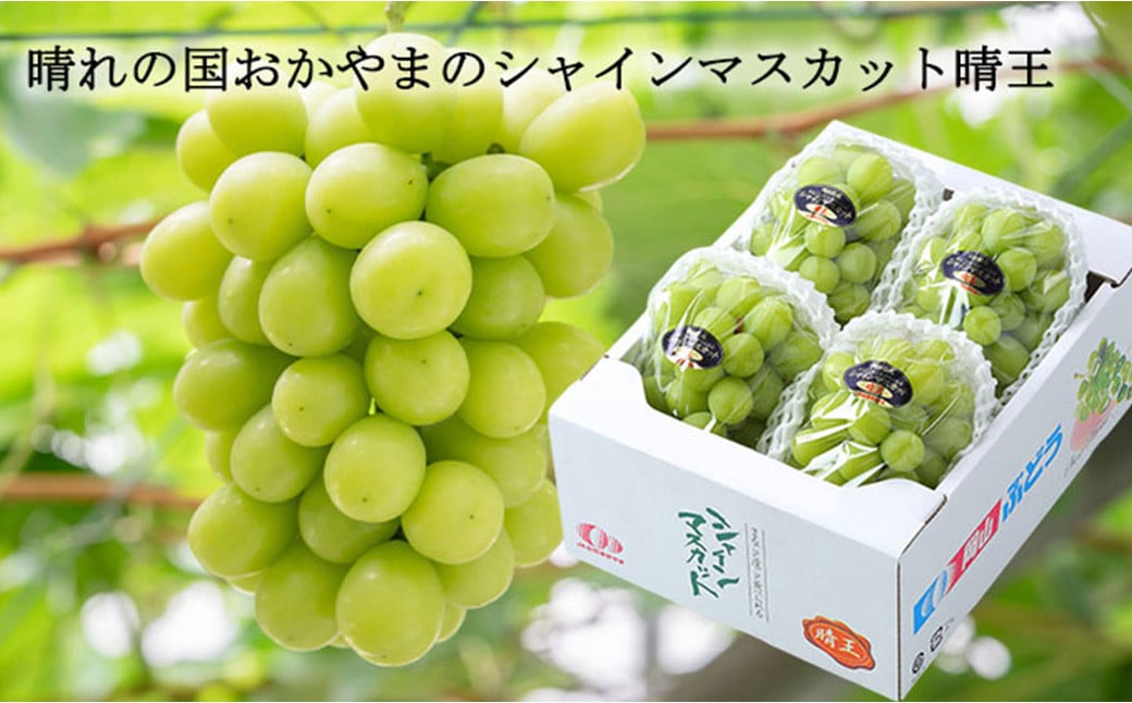 ãå®¶åºçš ã·ã£ã€ã³ãã¹ã«ãã æŽç 3ïœ6æ¿ èšçŽ1.5kg ã2026幎8æäžæ¬ïœ11æäžæ¬è¿çºéã ïŒ ãã¹ã«ãã è¡è ã¶ã©ã æç© æå® ãã«ãŒã çš®ãªã ç®ããš å€§ç² å®¶åºçš 岡山ç çŸå²çº å·èµ