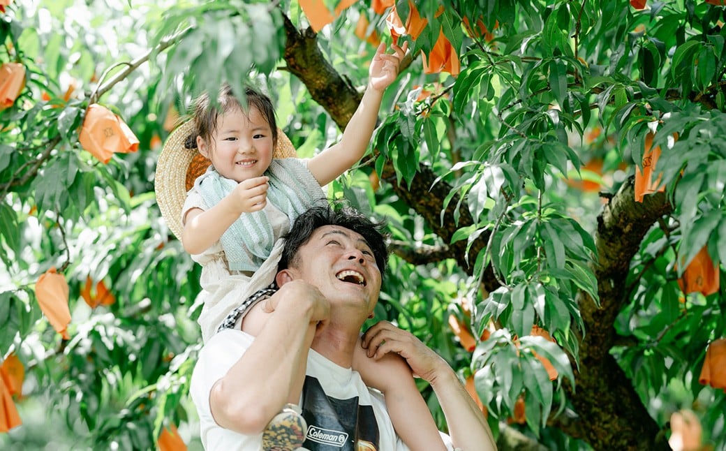 岡山白桃 （2～３玉） ＆ シャインマスカット ＆ 黒系ぶどう （1.5kg以上） の詰め合わせ 【2026年8月上旬から8月下旬頃発送予定】 ／ くだもの 果物 果実 フルーツ 桃 もも モモ ピーチ 白桃 ブドウ ぶどう 葡萄 マスカット 冷蔵 岡山県 美咲町