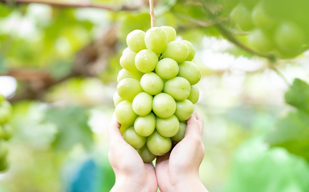 ãå®¶åºçš ã·ã£ã€ã³ãã¹ã«ãã 2ïœ3æ¿ ïŒ1kg以äžïŒ ã2026幎8æäžæ¬ãã10æäžæ¬é çºéäºå®ã ïŒ ãã ãã® æç© æå® ãã«ãŒã ã¶ã©ã ãã㊠è¡è ãã¹ã«ãã å·èµ 岡山ç çŸå²çº