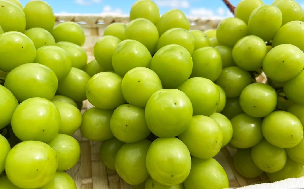 ã 3åå®æäŸ¿ ã 倧ç²ã¶ã©ãã®è©°åã çŽ2kgÃ3å èšçŽ6kg ã·ã£ã€ã³ãã¹ã«ãã ãã¹ã«ãã ãã㊠ã¶ã©ã è¡è æç© ãã ãã® ããªãŒã ã¯ã€ãŒã³ããŒã å®æäŸ¿ è©°åã å€§ç² ã 2026幎10æäžæ¬ïœ12æäžæ¬è¿çºéäºå® ã