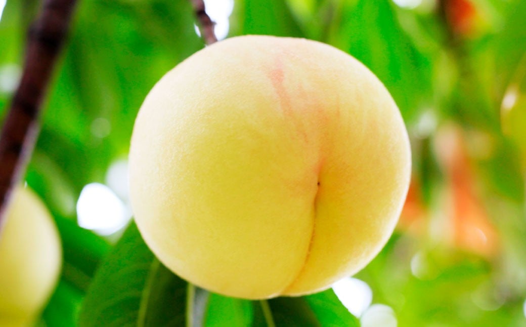 岡山 白桃 2種 2玉 （ ロイヤル ） 500g （ 計 1kg ） 【 2026年7月上旬から9月上旬頃発送予定 】 ／ 果物 くだもの フルーツ もも 桃 甘い 香り 柔らかい ジューシー 美味しい 岡山県 美咲町