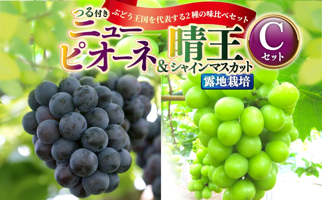 つる付き！ ニューピオーネ ＆ 晴王 シャインマスカット Cセット 露地栽培 ブドウ ぶどう 葡萄 果物 くだもの フルーツ 果実 マスカット 食べ比べ 【 2026年9月上旬～10月下旬発送予定 】