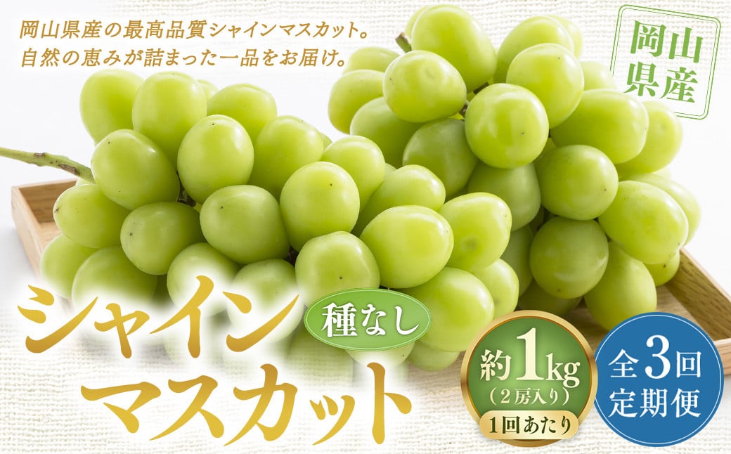【定期便3回】 ［種なし］ 岡山県産 シャインマスカット 1kg箱（2房入り） 【2025年10月下旬発送開始】 ／ ぶどう ブドウ 葡萄 大粒 種なし 種無し フルーツ 果物 くだもの 果実