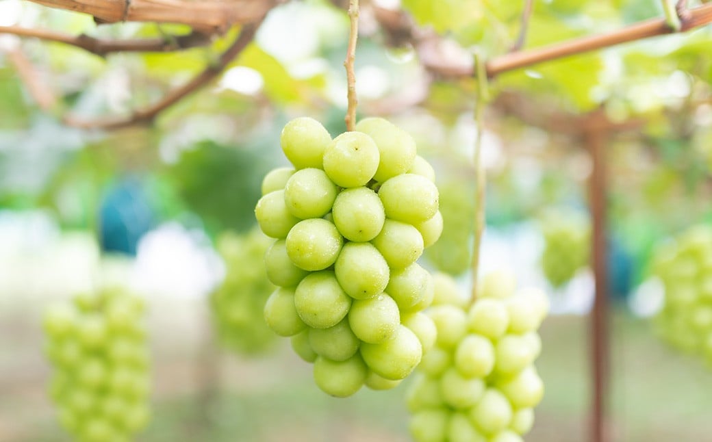 ã2åå®æäŸ¿ã å®¶åºçš ããªãŒã or ãªãŒãã©ãã©ã㯠2æ¿ ïŒ900g以äžïŒ ïŒ å®¶åºçšã·ã£ã€ã³ãã¹ã«ãã 2ïœ3æ¿ ïŒ1kg以äžïŒ ã2026幎7æäžæ¬ããé æ¬¡çºéäºå®ã ïŒ ãã ãã® æç© æå® ãã«ãŒã ã¶ã©ã ãã㊠è¡è ãã¹ã«ãã å·èµ 岡山ç çŸå²çº