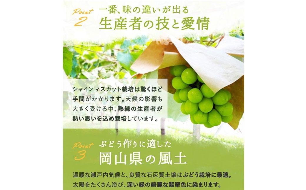 ã·ã£ã€ã³ãã¹ã«ãã æŽç 2æ¿ ïŒ1æ¿480g以äžïŒ åç²§ç®±å
¥ã ã2026幎8æäžæ¬ïœ11æäžæ¬è¿çºéäºå®ãïŒ ãã¹ã«ãã è¡è ã¶ã©ã æç© æå® ãã«ãŒã çš®ãªã ç®ããš å€§ç² å²¡å±±ç çŸå²çº å·èµ