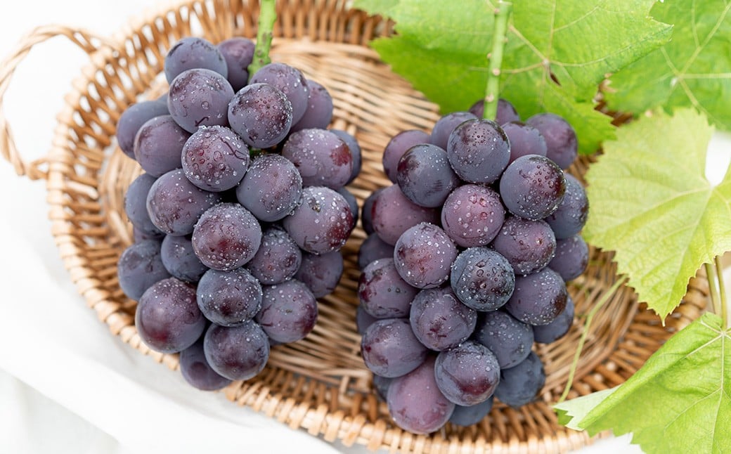 【2回定期便】 ピオーネ or オーロラブラック  3～5房 （2kg以上） ＆ シャインマスカット 3～5房 （2kg以上） 【2026年7月下旬から順次発送予定】 ／ くだもの 果物 果実 フルーツ ぶどう ブドウ 葡萄 マスカット 冷蔵 岡山県 美咲町