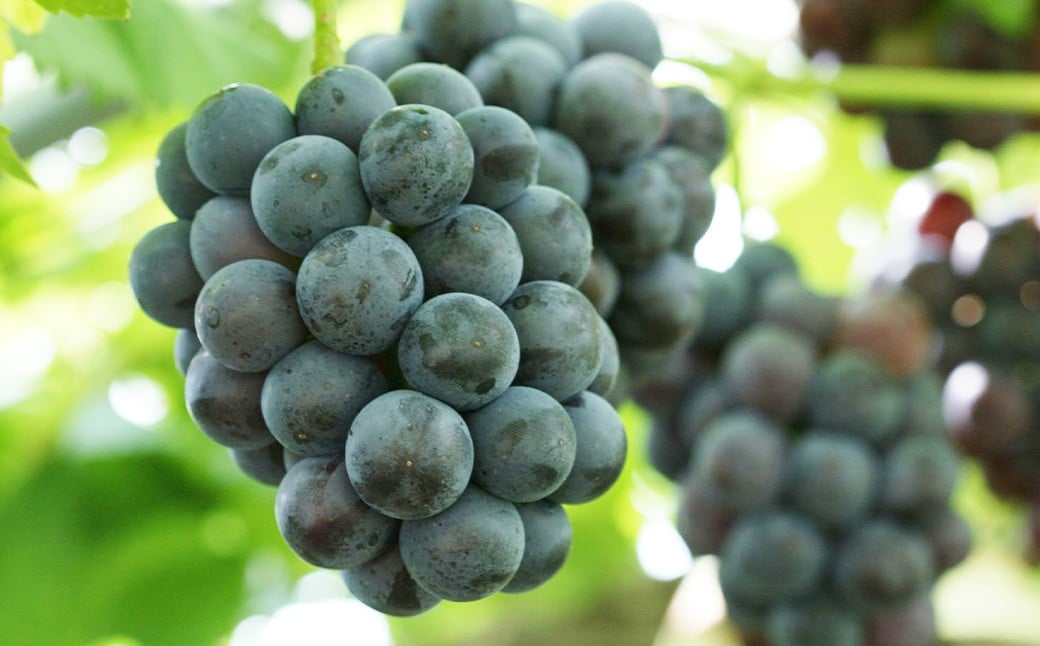 詰合 ／ 白桃 （1玉220g以上） 2玉 ・ ニューピオーネ （1房480g以上） 2房 化粧箱入り【2026年7月下旬～8月上旬迄発送予定】 ／ 桃 もも 葡萄 ぶどう 果物 果実 フルーツ 旬 詰め合わせ 詰合せ 岡山県 美咲町 冷蔵