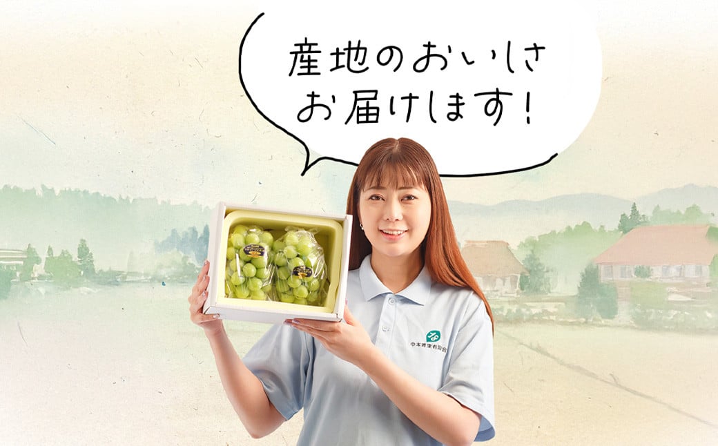 【2回定期便】岡山県産 フルーツ定期便コース（白桃 ・ シャインマスカット 晴王） 【2026年7月上旬発送開始】 ／ 2回 桃 もも マスカット 葡萄 ぶどう 果物 果実 フルーツ 旬 定期便 岡山県 美咲町 冷蔵