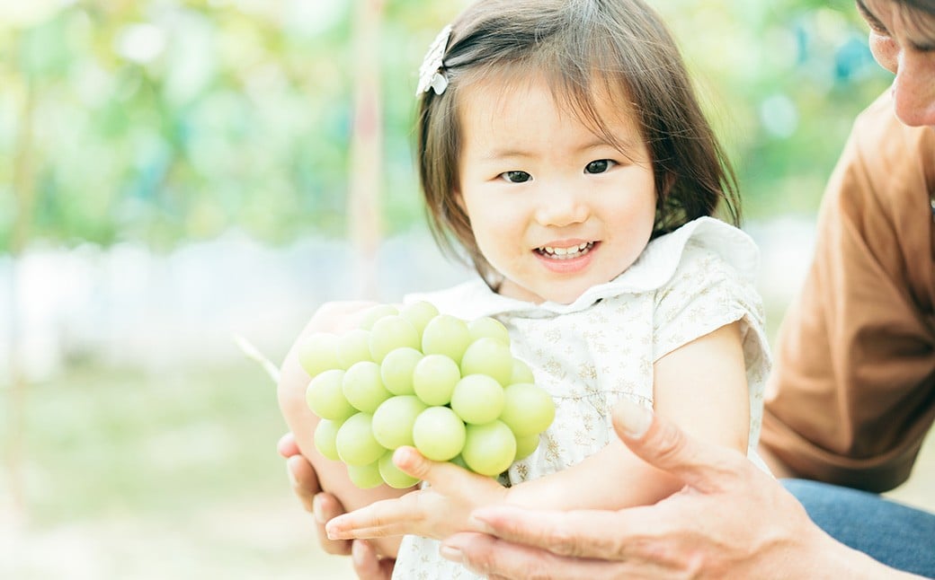 【2回定期便】 ピオーネ or オーロラブラック  3～5房 （2kg以上） ＆ シャインマスカット 3～5房 （2kg以上） 【2026年7月下旬から順次発送予定】 ／ くだもの 果物 果実 フルーツ ぶどう ブドウ 葡萄 マスカット 冷蔵 岡山県 美咲町