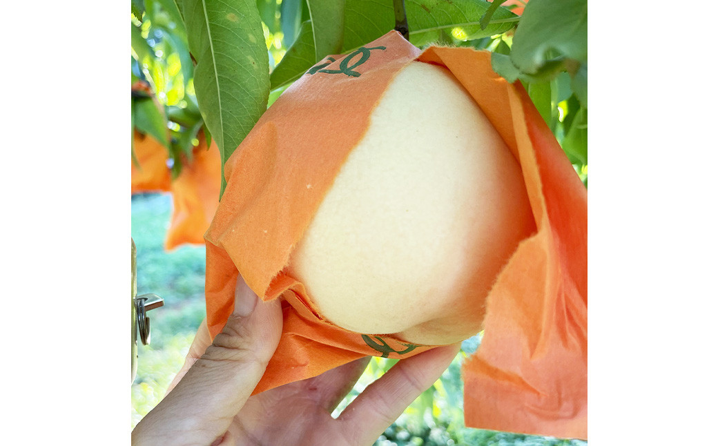 【先行予約】 岡山の白桃 ・ 瀬戸内白桃 2kg箱（約6個～9個） 【2025年8月下旬～2025年9月上旬発送予定】 ／ 桃 もも モモ はくとう せとうちはくとう 果物 くだもの フルーツ デザート 冷蔵