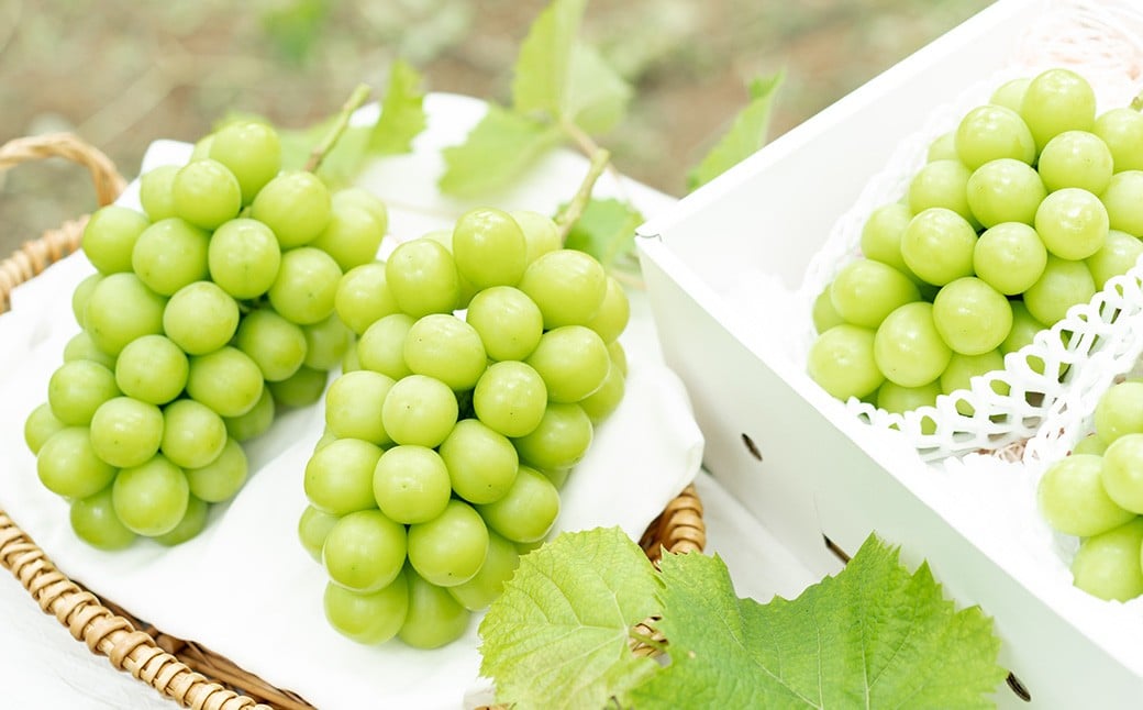 ã2åå®æäŸ¿ã èŽççš ããªãŒã or ãªãŒãã©ãã©ã㯠2æ¿ ïŒ1kg以äžïŒ ïŒ ã·ã£ã€ã³ãã¹ã«ãã 2æ¿ ïŒåèš1kg以äžïŒ ã2026幎7æäžæ¬ããé æ¬¡çºéäºå®ã ïŒ ãã ãã® æç© æå® ãã«ãŒã ã¶ã©ã ãã㊠è¡è ãã¹ã«ãã å·èµ 岡山ç çŸå²çº