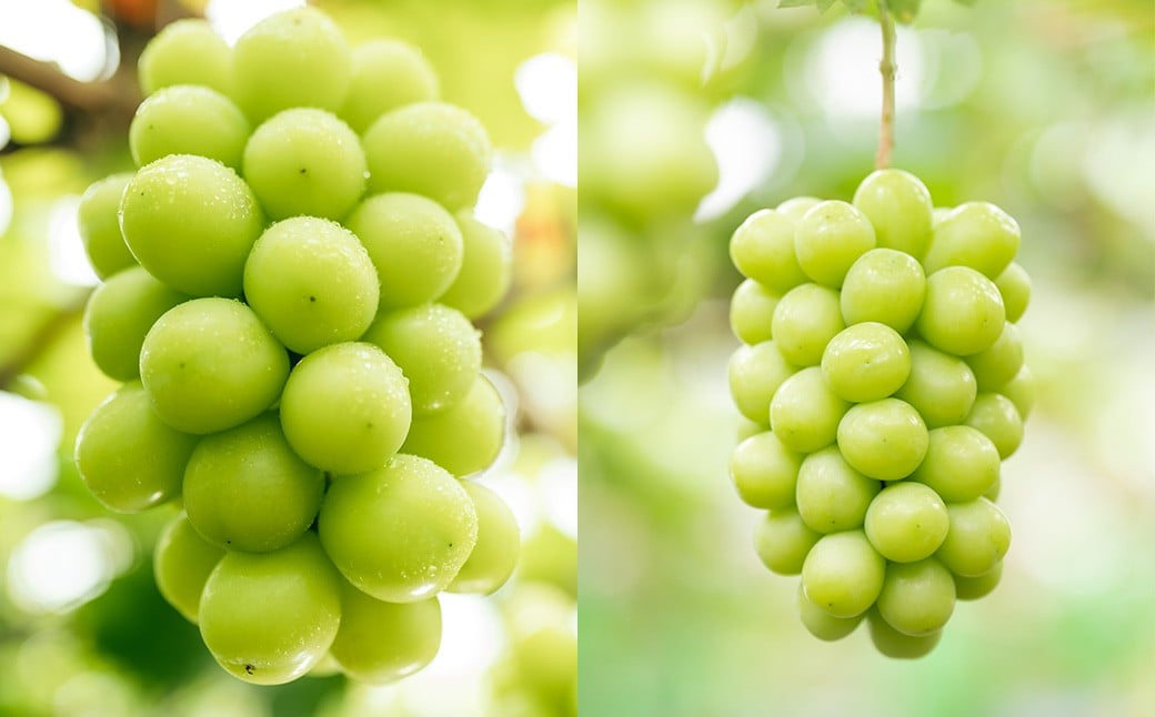 ãå®¶åºçš ã·ã£ã€ã³ãã¹ã«ãã 2ïœ3æ¿ ïŒ1kg以äžïŒ ã2026幎8æäžæ¬ãã10æäžæ¬é çºéäºå®ã ïŒ ãã ãã® æç© æå® ãã«ãŒã ã¶ã©ã ãã㊠è¡è ãã¹ã«ãã å·èµ 岡山ç çŸå²çº