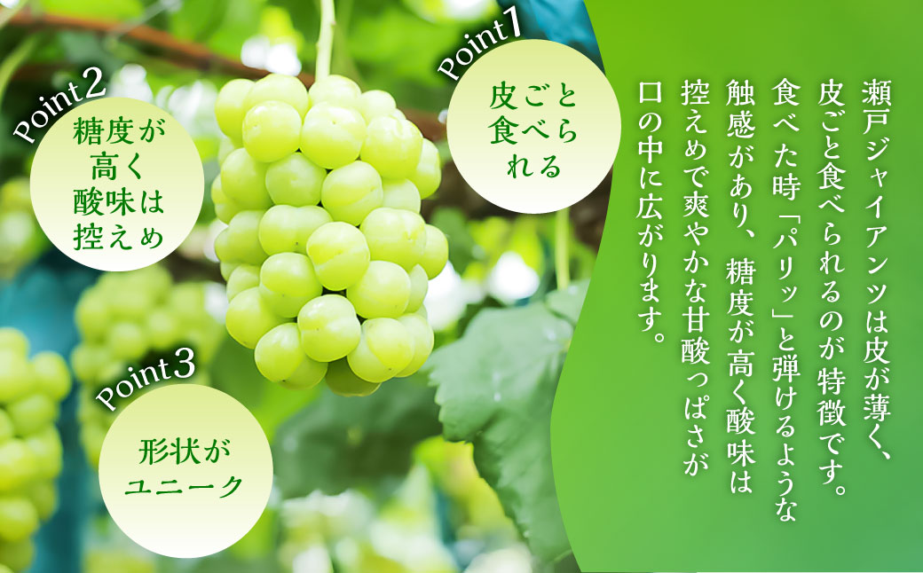 瀬戸ジャイアンツ 2房 （1房480g以上） 合計約1kg 化粧箱入り 【2026年9月上旬～10月上旬まで発送予定】 ／ マスカット 葡萄 ぶどう 果物 果実 フルーツ 皮ごと 岡山県 美咲町 冷蔵