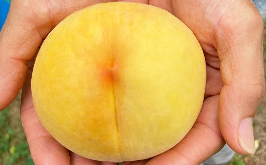 【先行予約】 岡山県産 ・ マンゴーの様な黄色い桃 ・ 黄金桃 2kg箱（約6個～9個） 【2025年8月上旬～2025年8月下旬発送予定】 ／ 桃 もも モモ 黄色 おうごんとう 黄金 おうごん トロピカル風味 トロピカル 果物 くだもの フルーツ デザート 冷蔵