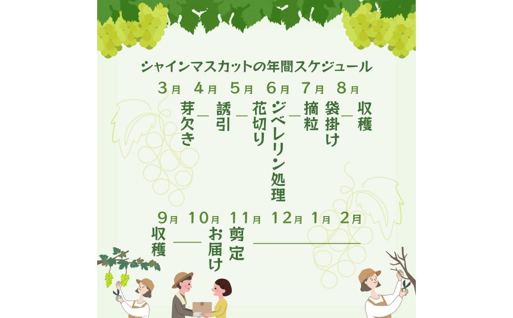 ã岡山çç£ã ã·ã£ã€ã³ãã¹ã«ãã çŽ600g ã2026幎9æäžæ¬ã11æäžæ¬çºéäºå®ã ïŒ ã¶ã©ã ãã㊠è¡è ãã¹ã«ãã çš®ãªã çš®ç¡ã ãã«ãŒã æç© ãã ãã® æå®