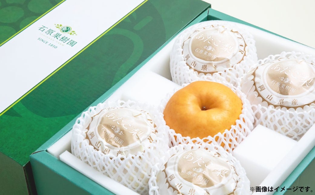 あたご梨 4〜9玉 合計約4.5kg 贈答箱 ／ 愛宕梨 梨 なし ナシ 果物  【2025年11月下旬〜12月下旬発送予定】