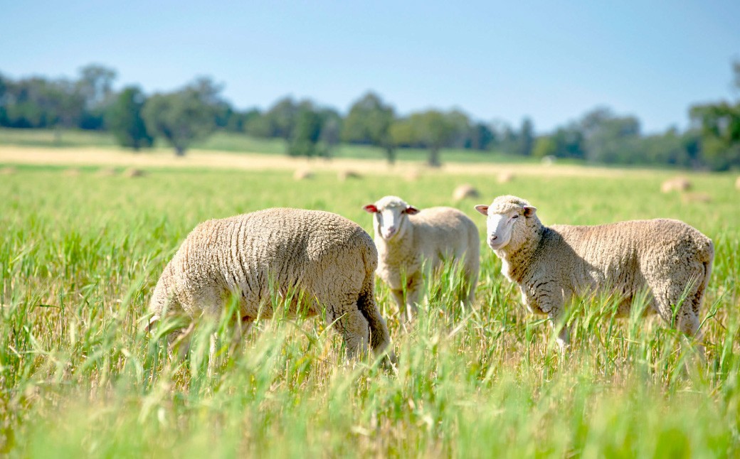 瀬戸内レモンの塩ジンギスカン 計約2,500g（約250g×10パック）／ 瀬戸内レモン レモン 塩麹 塩こうじ ジンギスカン 羊肉 ラム肉 ランプ肉 お肉 肉 グルメ 岡山県 美咲町 冷凍
