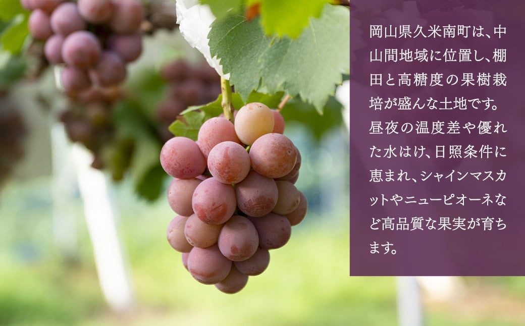 【種なし】 岡山県産 クイーンニーナ 1kg箱（2~3房房入り） 【2026年8月下旬-9月上旬発送予定】 ／ ぶどう ブドウ 葡萄 大粒 種なし 種無し フルーツ 果物 くだもの 果実