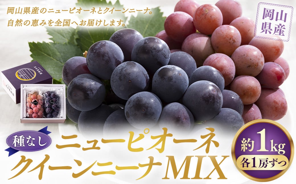 【種なし】 岡山県産 ニューピオーネ ・ クイーンニーナ MIX 1kg箱（各1房ずつ） 【2025年8月下旬～9月上旬発送予定】 ／ ぶどう ブドウ 葡萄 大粒 種なし 種無し フルーツ 果物 くだもの 果実 セット 特別セット