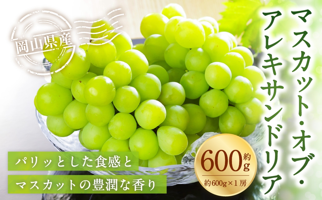 岡山県産 マスカット・オブ・アレキサンドリア 約600g （ 600g×1房 ） ぶどう ブドウ 葡萄 くだもの 果物 果実 フルーツ 国産 マスカット 【 2026年8月下旬～9月下旬発送予定 】