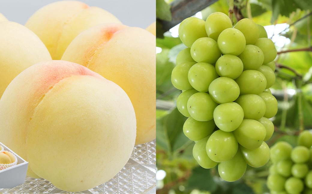 【2回定期便】岡山県産 フルーツ定期便コース（白桃 ・ シャインマスカット 晴王） 【2025年7月上旬発送開始】 ／ 2回 桃 もも マスカット 葡萄 ぶどう 果物 果実 フルーツ 旬 定期便 岡山県 美咲町 冷蔵