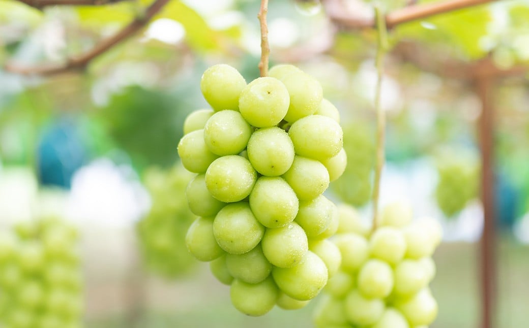 ご家庭用 シャインマスカット 2～3房 （1kg以上） 【2026年8月下旬から10月上旬頃発送予定】 ／ くだもの 果物 果実 フルーツ ぶどう ブドウ 葡萄 マスカット 冷蔵 岡山県 美咲町