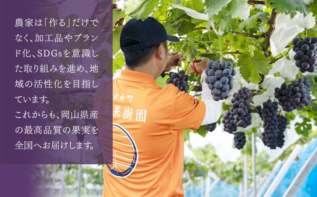 【定期便2回】 ［種なし］ 岡山県産 ニューピオーネ ・ クイーンニーナ 1kg箱（2房入り） 【2025年8月下旬発送開始】 ／ ぶどう ブドウ 葡萄 大粒 種なし 種無し フルーツ 果物 くだもの 果実