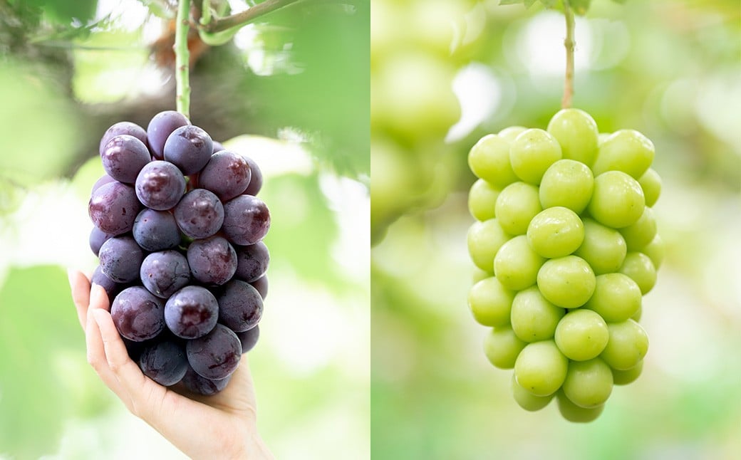 ã2åå®æäŸ¿ã å®¶åºçš ããªãŒã or ãªãŒãã©ãã©ã㯠2æ¿ ïŒ900g以äžïŒ ïŒ å®¶åºçšã·ã£ã€ã³ãã¹ã«ãã 2ïœ3æ¿ ïŒ1kg以äžïŒ ã2026幎7æäžæ¬ããé æ¬¡çºéäºå®ã ïŒ ãã ãã® æç© æå® ãã«ãŒã ã¶ã©ã ãã㊠è¡è ãã¹ã«ãã å·èµ 岡山ç çŸå²çº