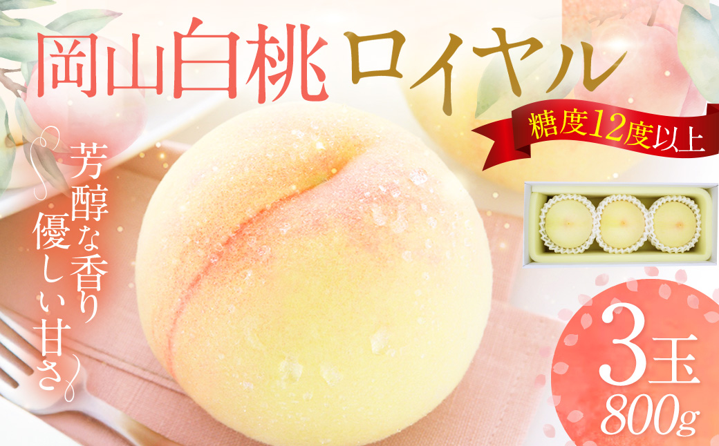 岡山白桃 ロイヤル 3玉 約800g 【2026年7月上旬～7月下旬発送予定】 ／ 白桃 桃 もも モモ