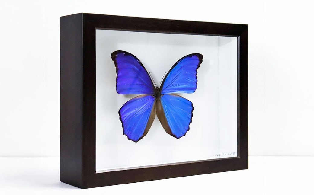 昆虫標本箱（ドイツ箱） モルフォ蝶 1頭入 ／ 標本箱 箱 ケース 標本 蝶 蝶々 インテリア オブジェ