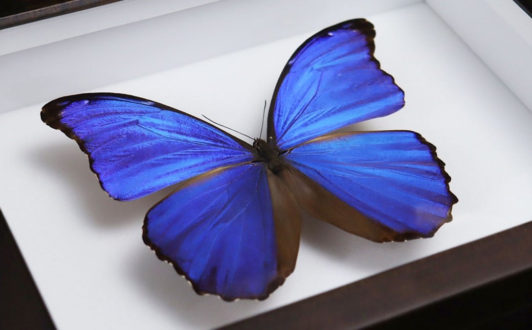 昆虫標本箱（ドイツ箱） モルフォ蝶 1頭入 ／ 標本箱 箱 ケース 標本 蝶 蝶々 インテリア オブジェ