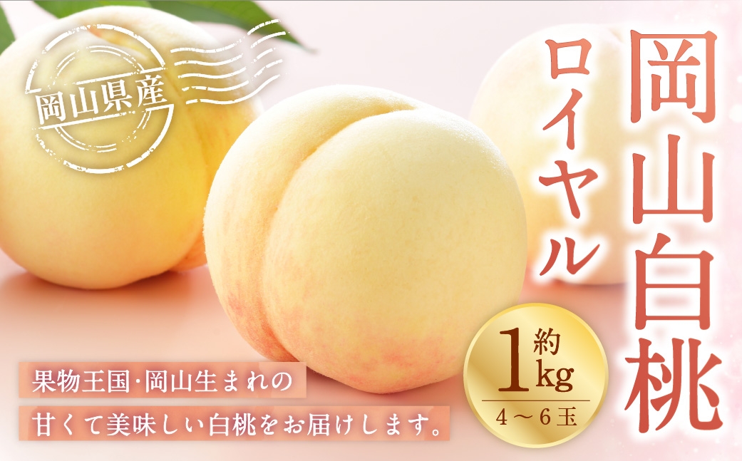 岡山白桃 ロイヤル 4～6玉 約1kg 岡山県産 白桃 桃 もも モモ くだもの 果物 果実 フルーツ 国産 ギフト 贈り物 【 2026年7月上旬～8月下旬発送予定 】