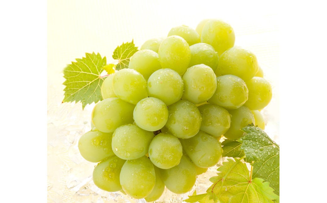 【ぶどう定期便3回】 （マスカットオブアレキサンドリア ・ ニューピオーネ ・ 晴王） 【2026年7月上旬より発送開始】 ／ 3回 マスカット シャインマスカット 葡萄 ぶどう 果物 果実 フルーツ 旬 定期便 岡山県 美咲町 冷蔵