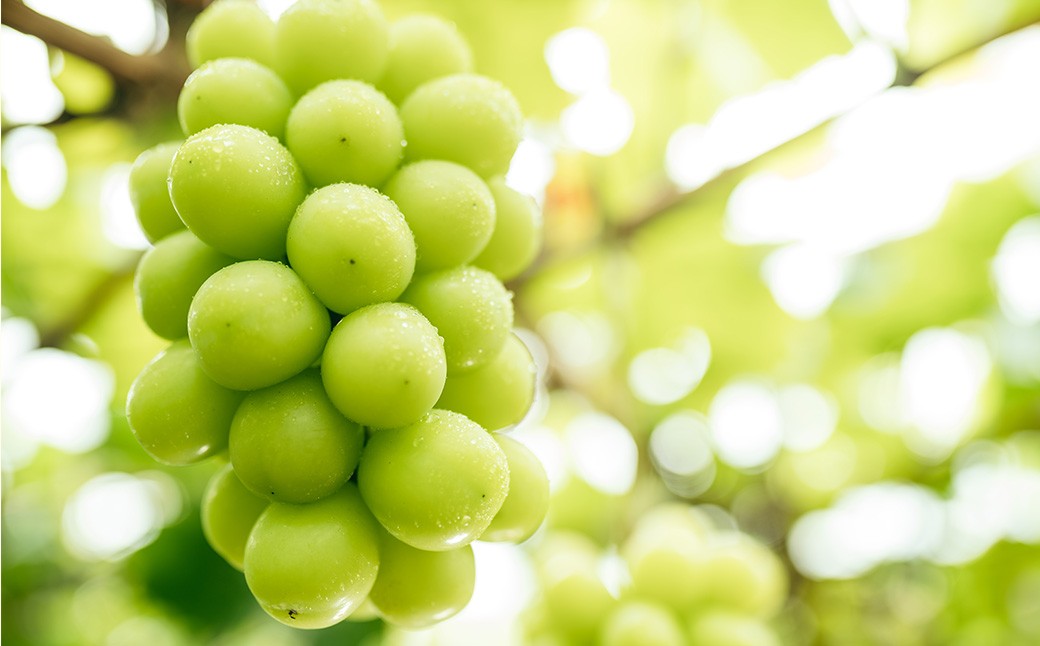 【2回定期便】 ピオーネ or オーロラブラック  3～5房 （2kg以上） ＆ シャインマスカット 3～5房 （2kg以上） 【2026年7月下旬から順次発送予定】 ／ くだもの 果物 果実 フルーツ ぶどう ブドウ 葡萄 マスカット 冷蔵 岡山県 美咲町