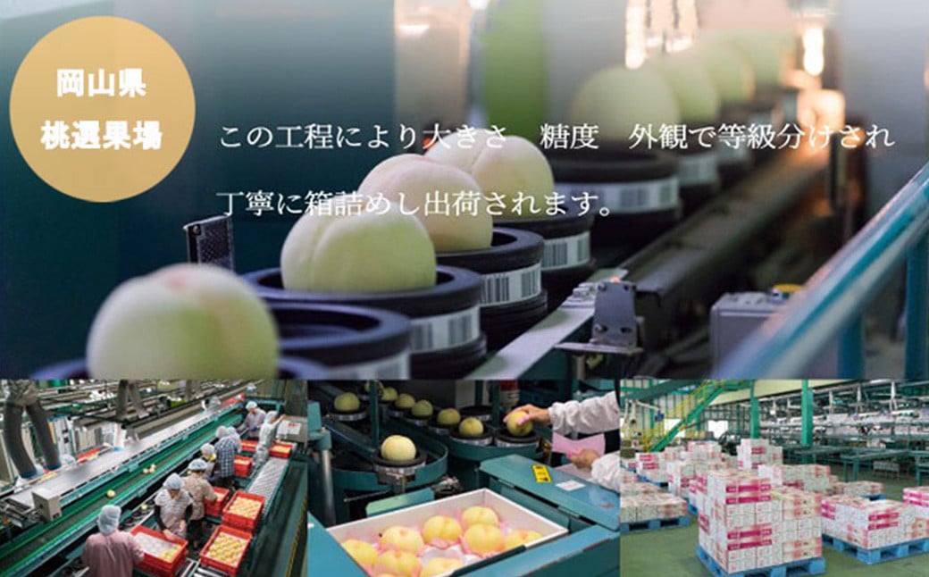 å²¡å±±çœæ¡ ãšãŒã¹ 4ïœ8ç çŽ1.2kg 岡山çç£ ïŒæ©ççš®ã»äžççš®ïŒ ã2026幎7æäžæ¬ïœ8æäžæ¬è¿çºéäºå®ã ïŒ çœæ¡ æ¡ ãã æç© æå® ãã«ãŒã 岡山ç çŸå²çº å·èµ