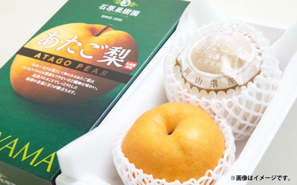 あたご梨 約750g×2玉 計約1.5kg 化粧箱 ／ 愛宕梨 梨 なし ナシ 果物  【2025年11月下旬〜12月下旬発送予定】