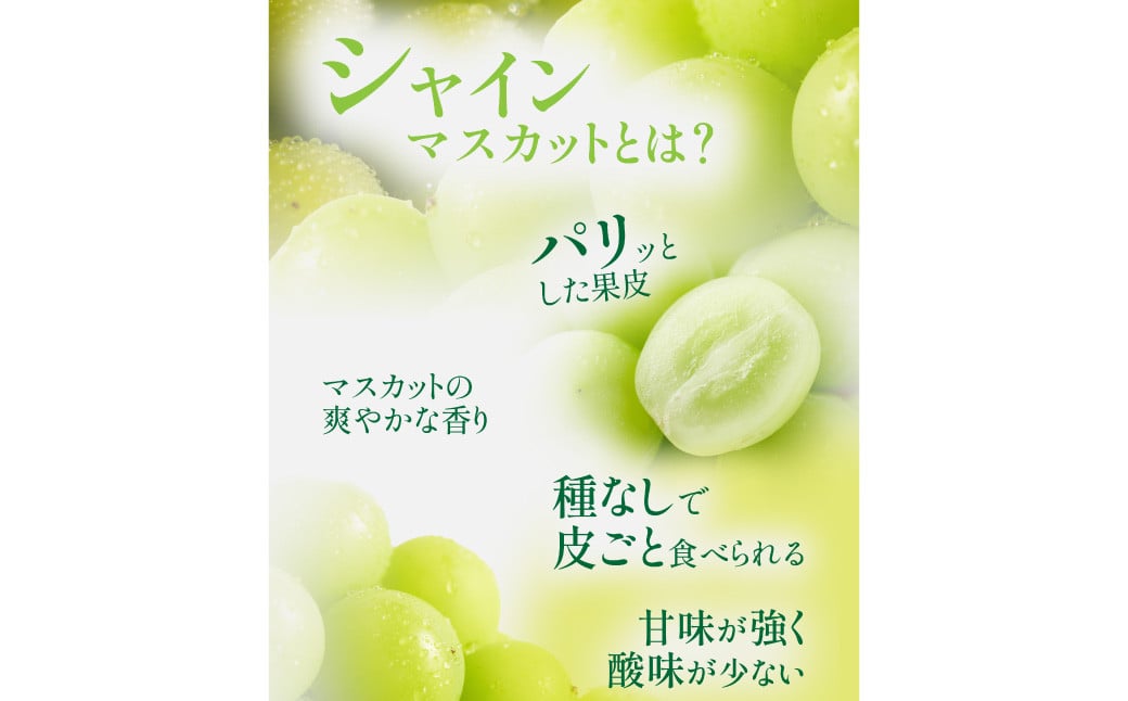 ã岡山çç£ã ã·ã£ã€ã³ãã¹ã«ãã çŽ600g ã2026幎9æäžæ¬ã11æäžæ¬çºéäºå®ã ïŒ ã¶ã©ã ãã㊠è¡è ãã¹ã«ãã çš®ãªã çš®ç¡ã ãã«ãŒã æç© ãã ãã® æå®