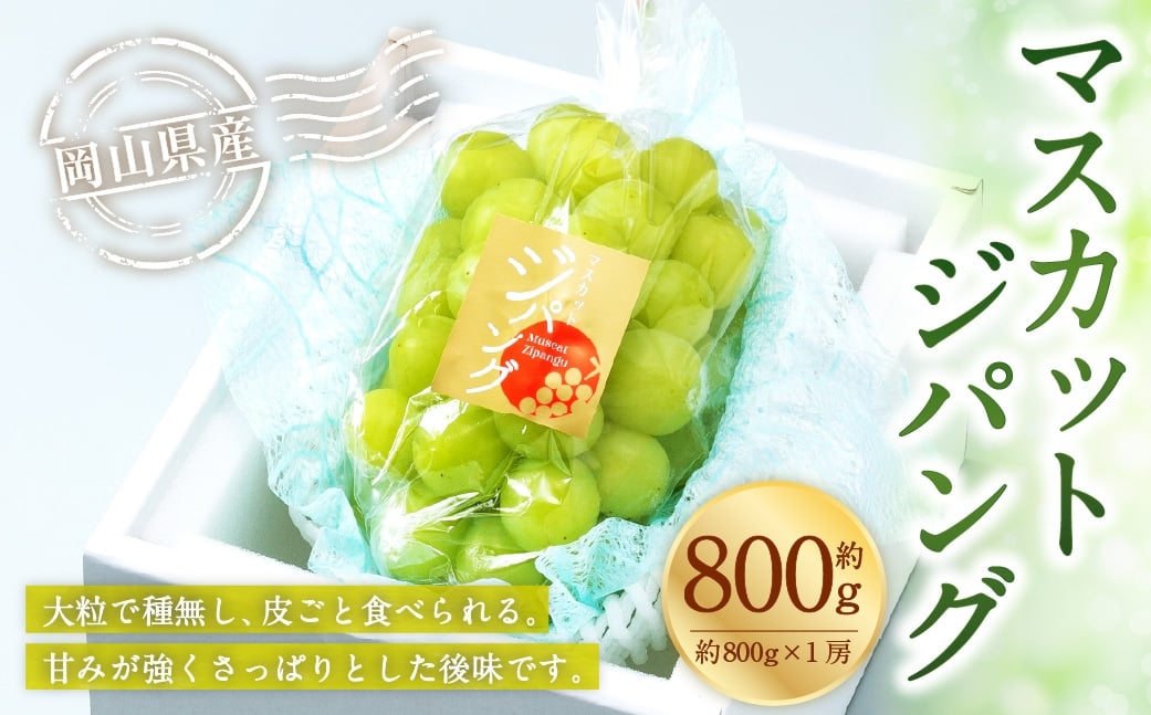 岡山県産 マスカットジパング 約800g （ 約800g×1房 ） ぶどう ブドウ 葡萄 くだもの 果物 果実 フルーツ 国産 マスカット 【 2026年7月下旬～8月下旬発送予定 】