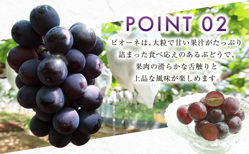 ニューピオーネ 2kg 早採れ（ハウス栽培） ぶどう 葡萄 フルーツ 果物 岡山県 岡山県産 2026年 先行予約 【2026年7月上旬-7月下旬発送予定】