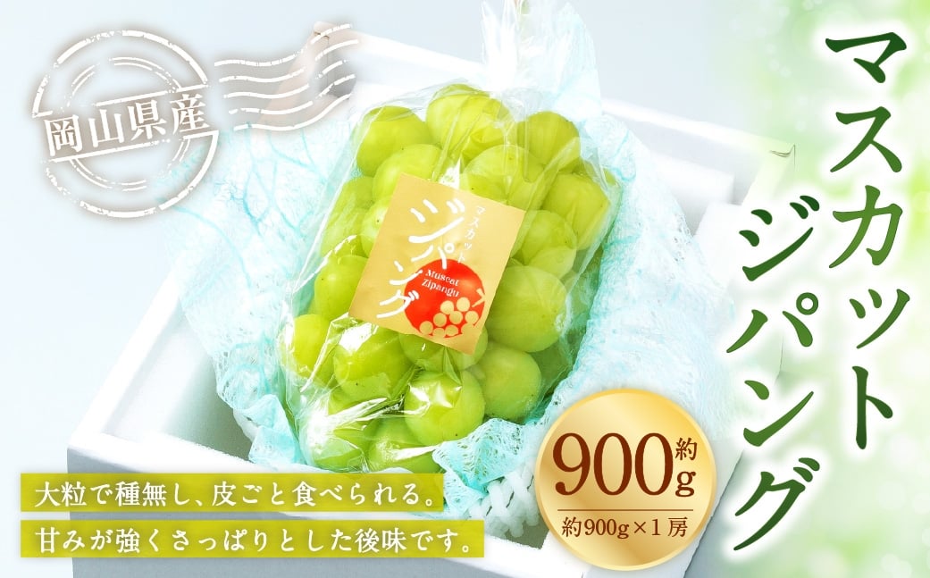 岡山県産 マスカットジパング 約900g （ 約900g×1房 ） ぶどう ブドウ 葡萄 くだもの 果物 果実 フルーツ 国産 マスカット 【 2026年7月下旬～8月下旬発送予定 】