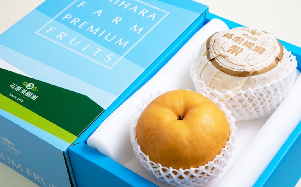 備前横綱梨 （あたご梨） 超大玉 2玉 約1kg〜1.4kg 贈答箱 ／ 愛宕梨 梨 なし ナシ 果物  【2025年11月下旬〜12月下旬発送予定】