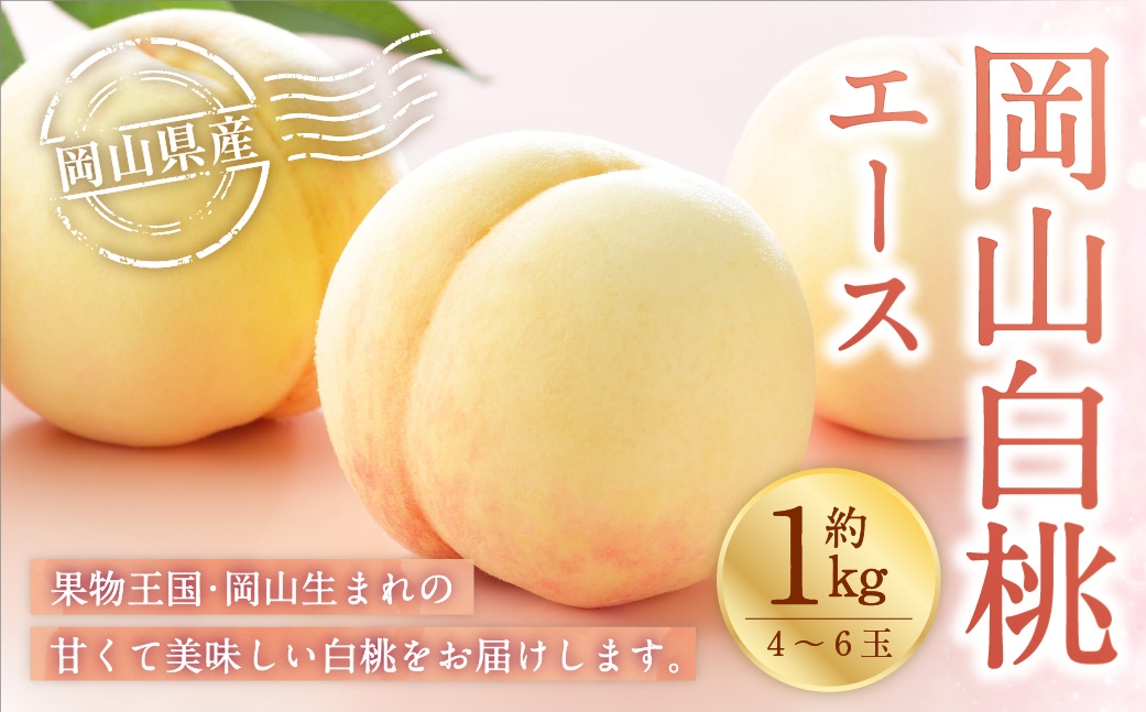 岡山白桃 エース 4～6玉 約1kg 岡山県産 白桃 桃 もも モモ くだもの 果物 果実 フルーツ 国産 ギフト 贈り物 【 2026年7月上旬～8月下旬発送予定 】
